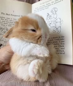 a small rabbit is sitting in front of an open book while holding it's paws up