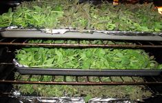 three trays filled with green plants in an oven