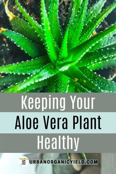 aloe vera plant with text overlay reading keeping your aloe vera plant healthy