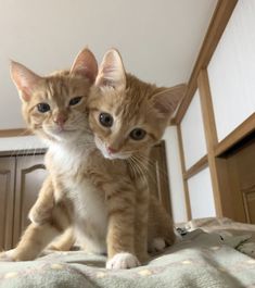 two kittens sitting on top of a bed next to each other, one looking at the camera