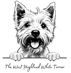 a black and white drawing of a dog with the words west highland white terrier