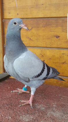 a pigeon standing on the ground next to a wooden wall