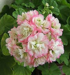 a pink and white flower is in the middle of some green leaves on a plant