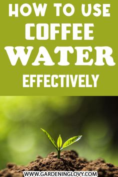 a green plant growing out of dirt with the words how to use coffee water effectively