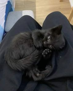 a small black cat laying on top of a person's lap with it's paw in the air