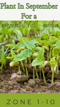 small green plants growing in dirt with the words plant in september for a successful fall garden zone 1 - 10