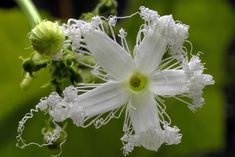 a close up of a white flower with water droplets on it's stamen