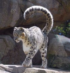 a snow leopard is walking on some rocks