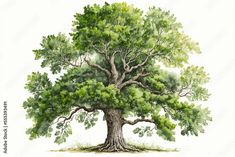 an illustration of a large tree with green leaves