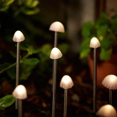 several small white mushrooms sitting on top of a ground next to a potted plant