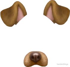 a dog's nose and snout are shown in three different positions, including the nose with