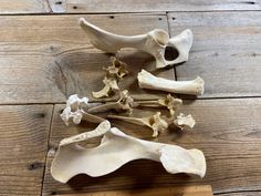 several pieces of animal bones on a wooden table