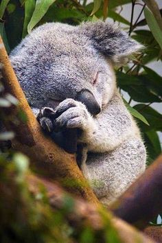 a koala sleeping in a tree with its head on top of it's paw