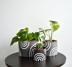 three potted plants sitting on top of a black table next to a white wall