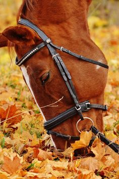 a brown horse wearing a bridle and eating leaves on the ground with it's nose to the ground