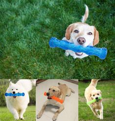 four different pictures of dogs with toys in their mouth and one dog running on the grass