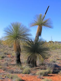 a couple of trees that are in the dirt