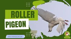 a white bird flying through the air next to a green and white sign that says roller pigeon