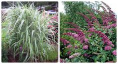 two different types of plants in the same garden, one with pink flowers and green foliage