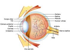 the anatomy of the human eye