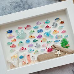 a shadow box with various sea animals in it and a starfish on the bottom