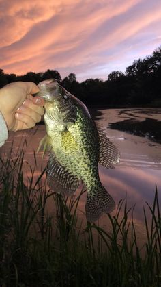 a person holding a large fish in their hand near the water at sunset or dawn