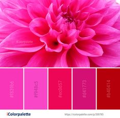 a pink flower with the words color palette