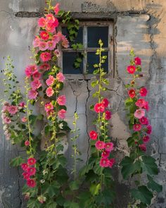 pink flowers growing out of the side of an old building with peeling paint on it