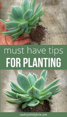 how to replant succulents in the garden