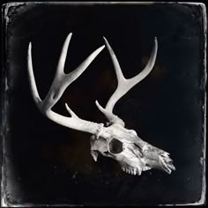 an animal skull with large antlers on it