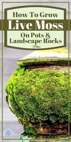 moss growing on rocks with text overlay how to grow live moss on pots and landscape rocks