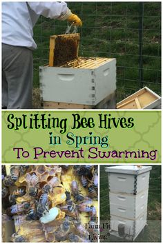 bee hives in boxes with text overlay saying splitting bee hives in spring to prevent swarming