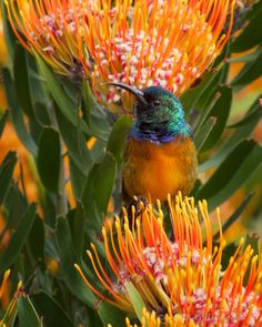 a colorful bird sitting on top of a tree filled with orange and green flowers next to leaves