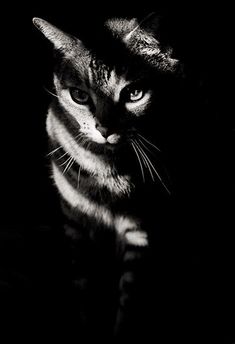 a black and white photo of a cat