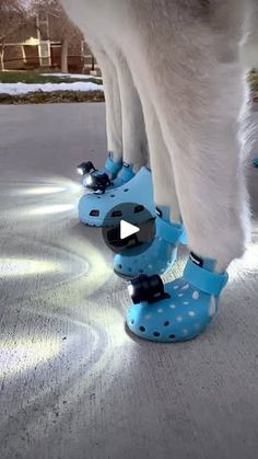 a polar bear standing next to a pair of blue shoes on top of snow covered ground