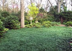 a lush green field with trees and bushes