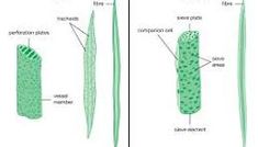 two pictures of the same plant with different parts labeled in green and white, each showing an individual's cell structure