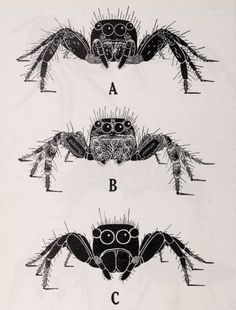 four different types of spiders with their legs spread out and eyes wide open, showing the