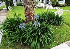 blue and white flowers are growing in the grass near a tree with a house in the background