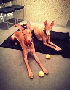 two brown dogs laying on top of a black blanket next to balls in front of them