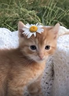 an orange and white kitten with a daisy in it's hair sitting on a blanket