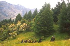 a group of people hiking up a grassy hill in the woods with mountains in the background