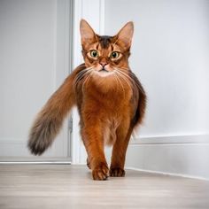 a cat walking across a wooden floor next to a white door with green eyes and long whiskers