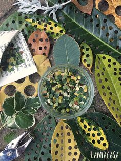 a glass bowl filled with seeds on top of a green leaf covered ground next to scissors