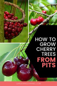 cherries hanging from a tree with the words how to grow cherry trees from pits