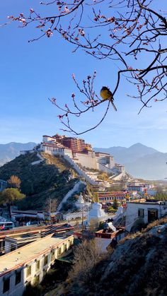 a bird perched on the branch of a tree in front of a building and mountains