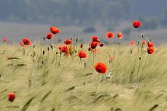 a field full of tall grass and red flowers