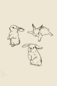 three rabbits sitting in the middle of four different positions