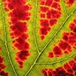 the underside of a leaf with red spots on it's green and yellow leaves