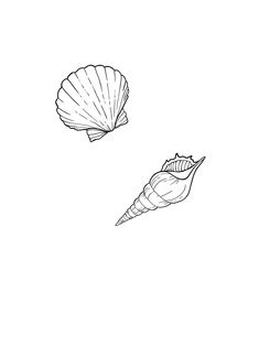 two seashells on a white background one is black and the other is white